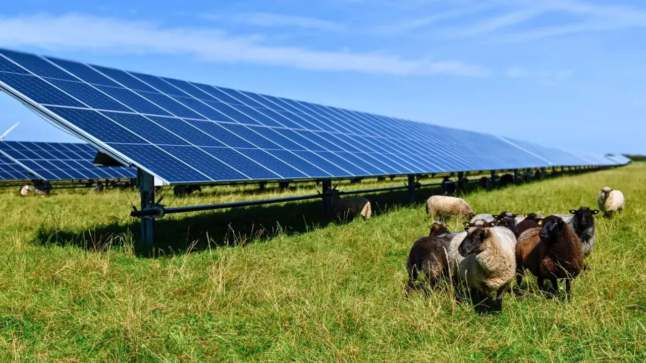Un troupeau de moutons broute paisiblement dans une ferme photovoltaïque, illustrant la rentabilité et l'harmonie entre nature et énergie solaire.