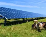 Un troupeau de moutons broute paisiblement dans une ferme photovoltaïque, illustrant la rentabilité et l'harmonie entre nature et énergie solaire.