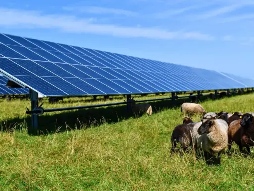Un troupeau de moutons broute paisiblement dans une ferme photovoltaïque, illustrant la rentabilité et l'harmonie entre nature et énergie solaire.