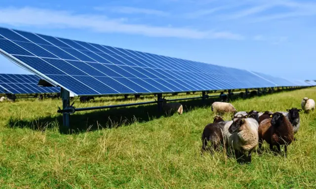 Un troupeau de moutons broute paisiblement dans une ferme photovoltaïque, illustrant la rentabilité et l'harmonie entre nature et énergie solaire.